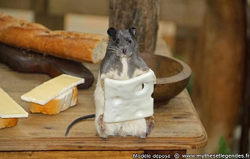 Exhibition The legend of King Arthur (199) Rat nibbling some cheese